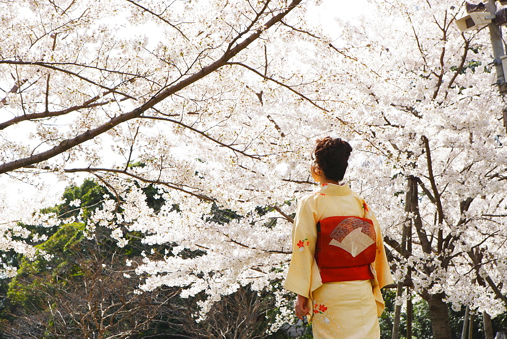 Woman in Kimono Standing Under Cherry Blossom Tree