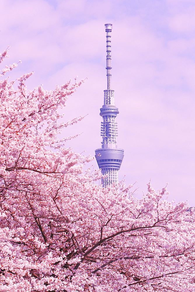 Tokyo, Japan