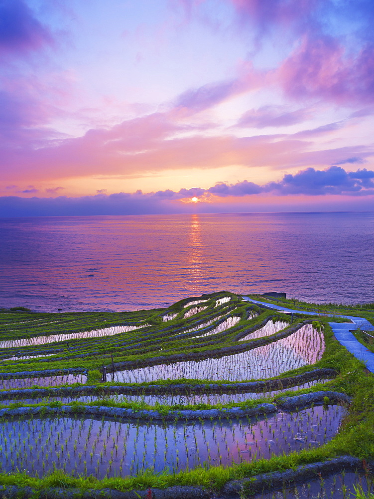 Rice Paddy