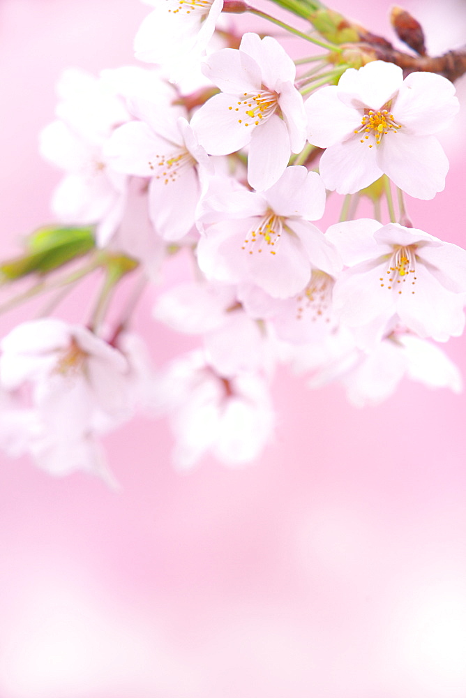 Cherry blossoms