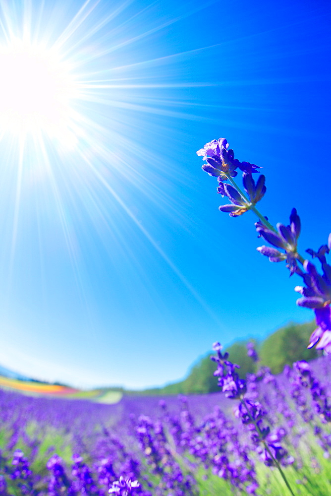 Flower field