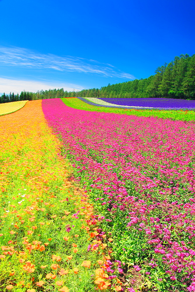 Flower field