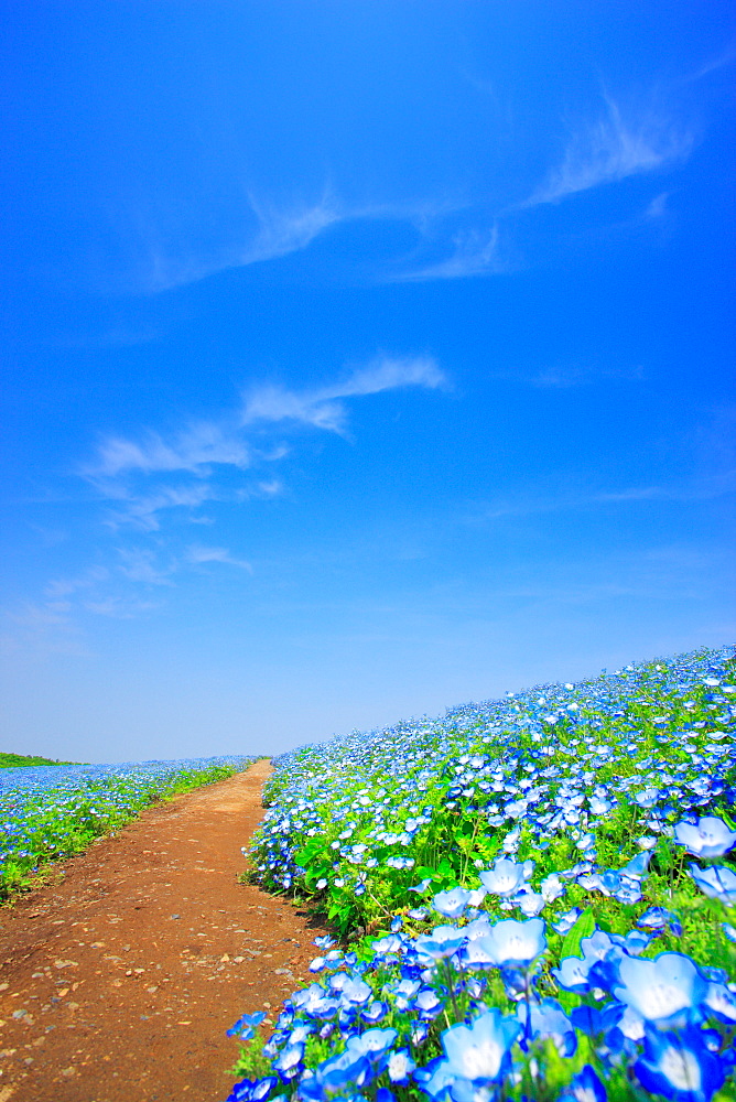 Nemophila, Ibaragi, Japan