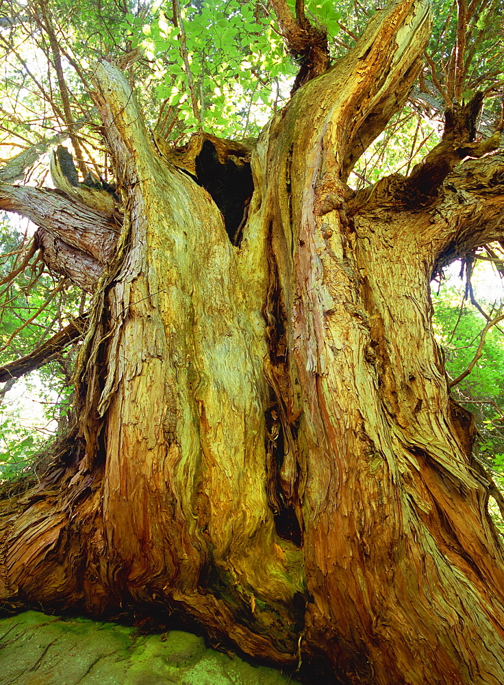 Japanese Cypress, Nagano, Japan