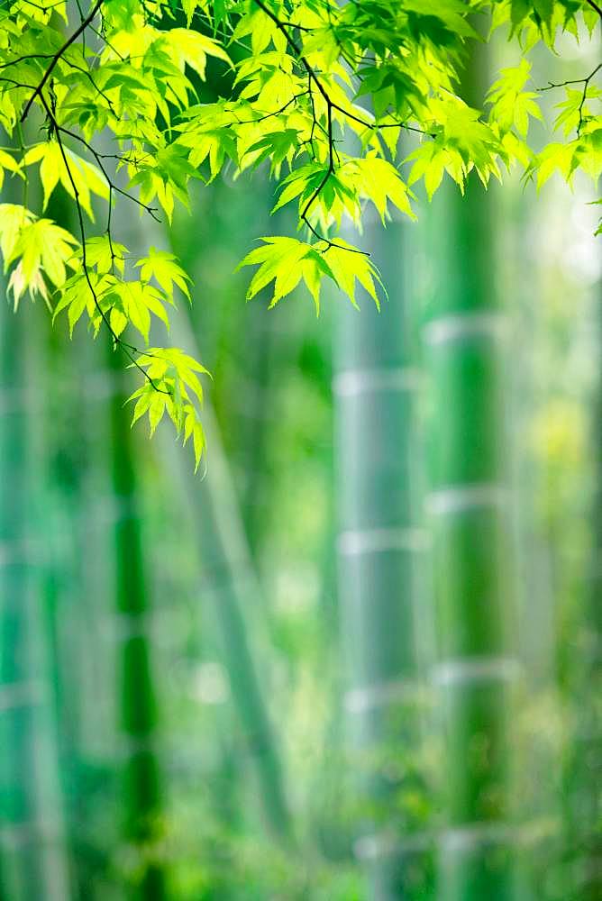 Sagano Bamboo Forest, Kyoto, Japan