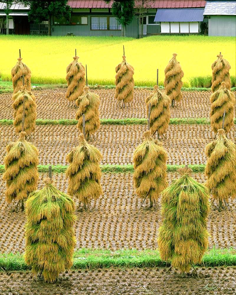 Rice field