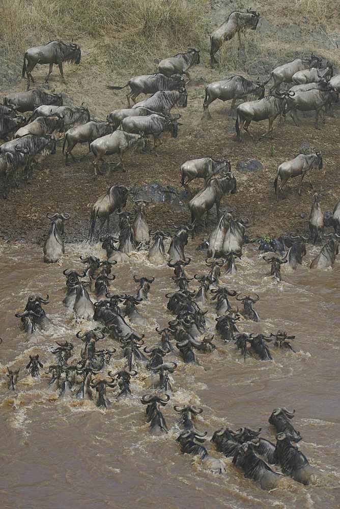 Masai Mara National Reserve, Kenya