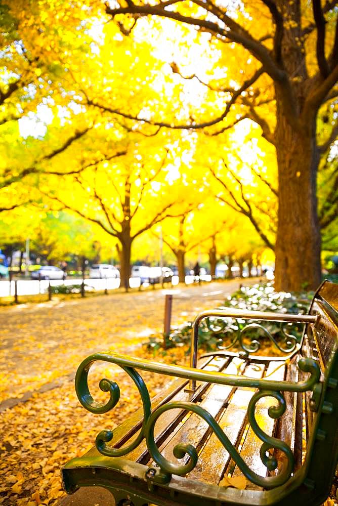 Autumn colors in Tokyo, Japan