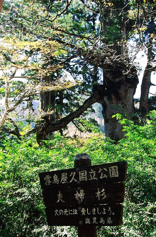 Yakushima Husband and Wife Cedar Tree, Yakushima, Kagoshima Prefecture