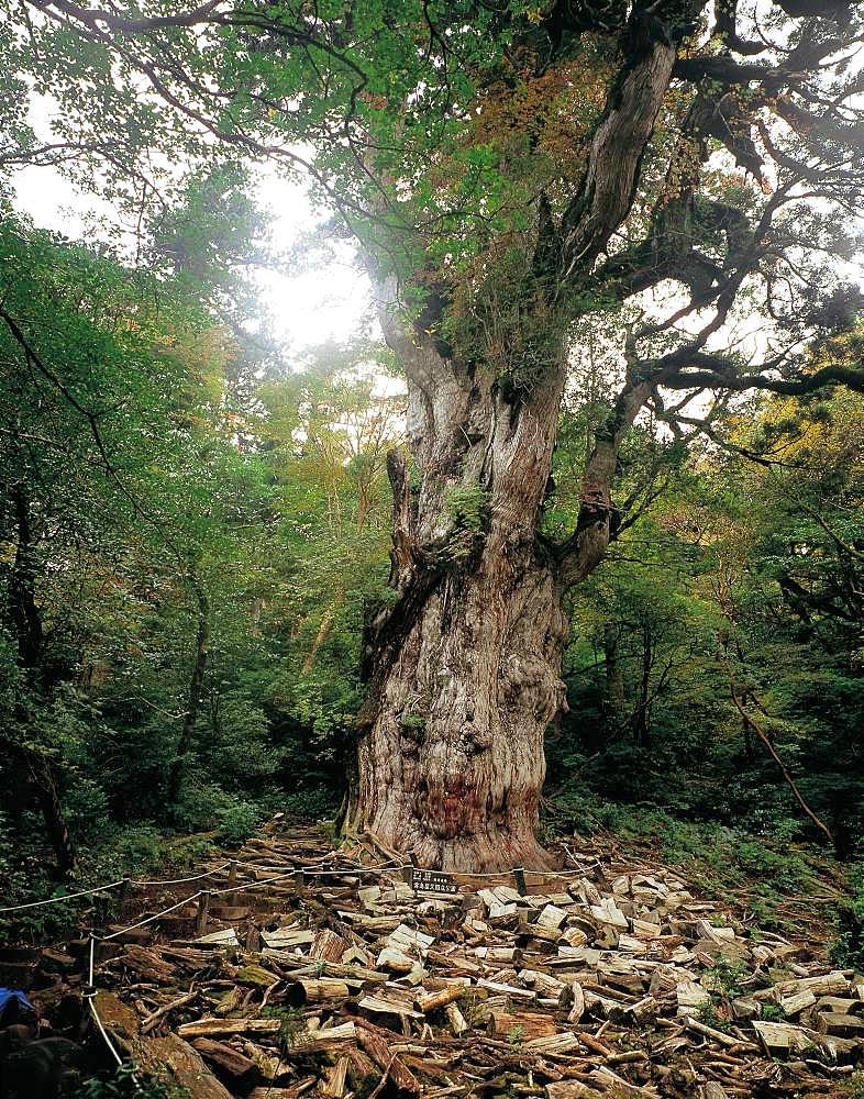 Joumon Cedar Tree, Yakushima, Kagoshima Prefecture