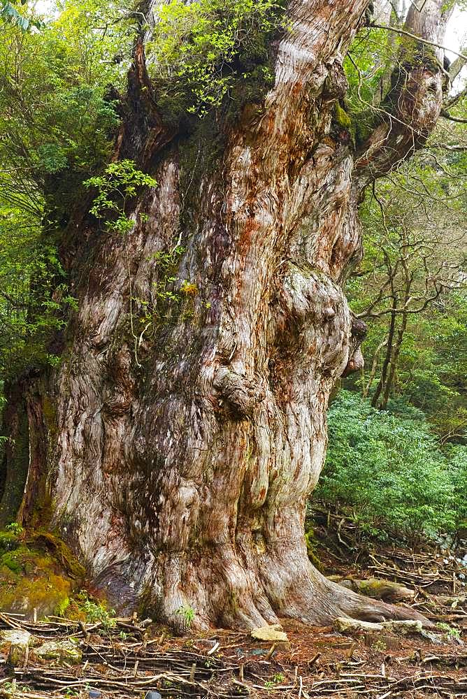 Jumon Cedar Tree, Yakushima, Kagoshima Prefecture