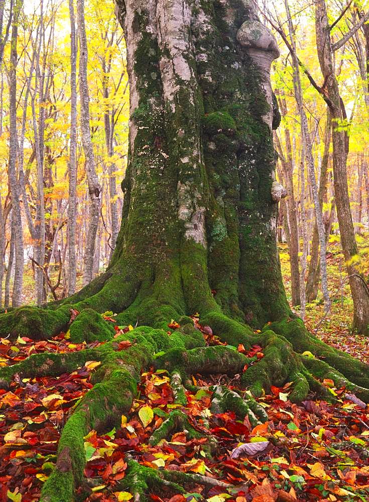 400 Year Old Japanese Beech, Akita, Japan