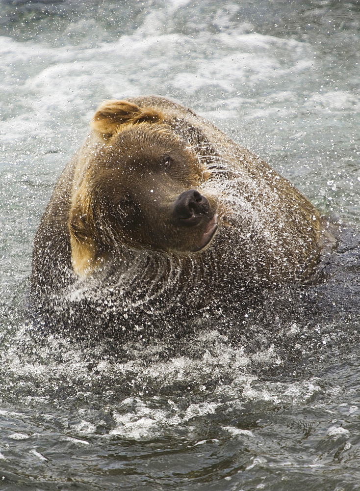 A brown bear shakes off excess water after fishing in Katmai National Park, Katmai National Park, Alaska, USA