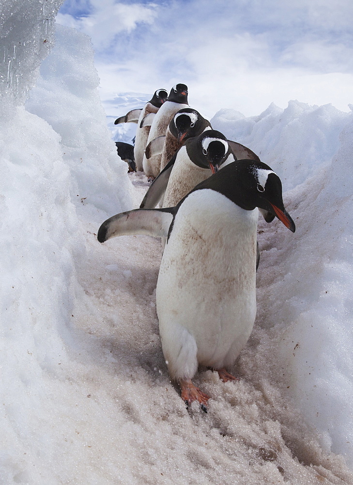 Gentoo penguins using a well worn pathway through the snow, to reach the sea. Antarctica, Antarctica