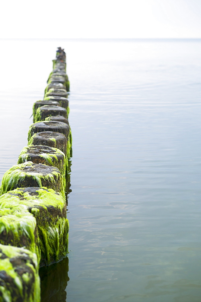 Algae-covered breakers in the Baltic Sea near Bansin, Usedom