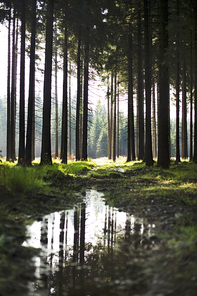 A forest in the Erz Mountains