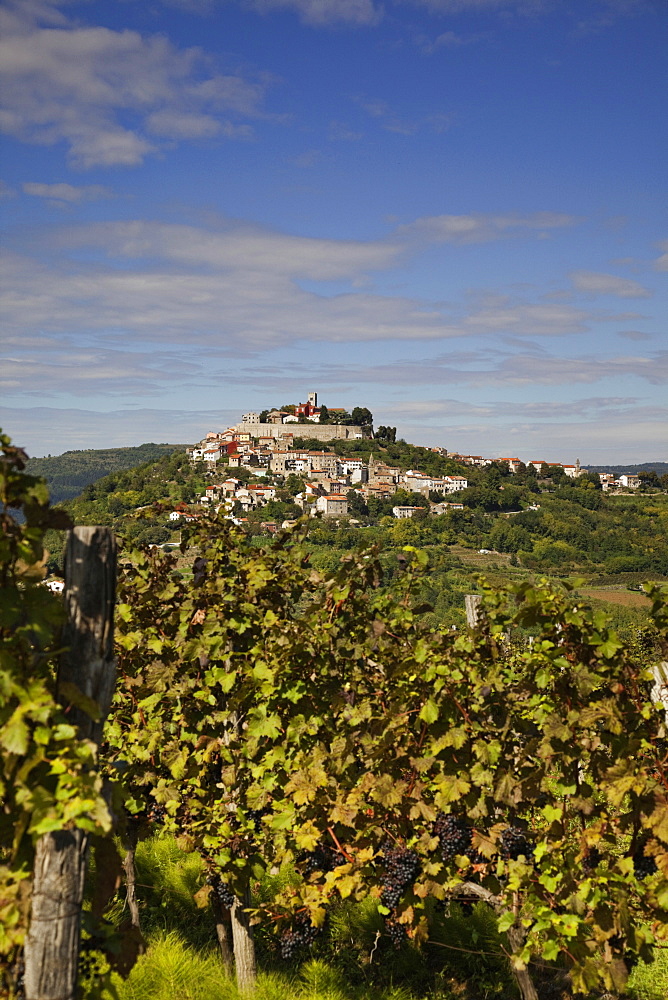 Village Motovun vine, Croatia