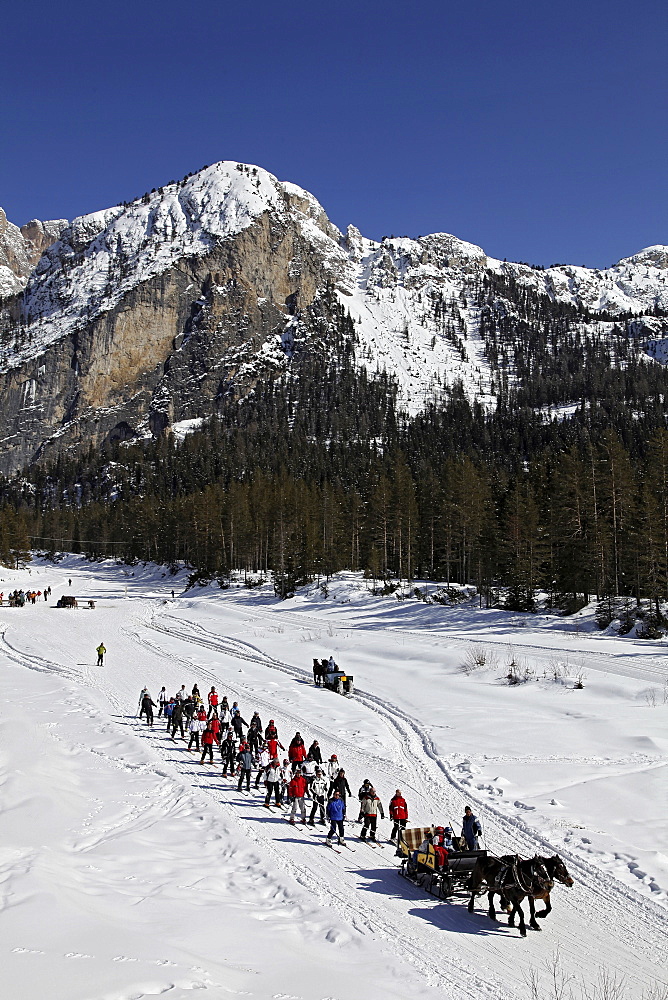 View of team of skiers hauling horses with long rope in ski area, South Tyrol, Italy