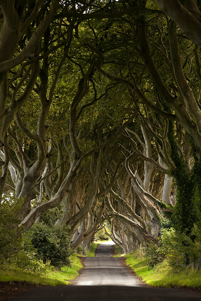 View of Dark Hedges avenue with lined beech trees, Ireland, UK