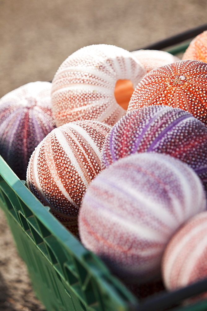 A crate of sea urchin shells