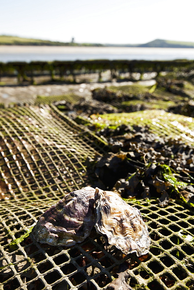 Oysters at an oyster farm in Rock (Cornwall, England)