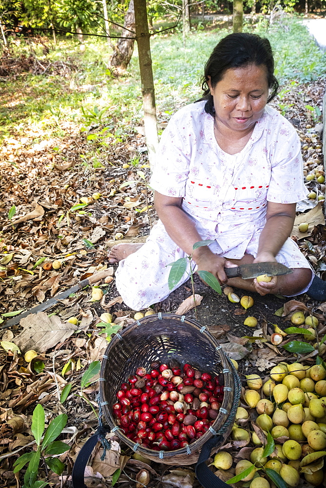 A woman separating nutmeg nuts and mace from nutmeg fruits, Banda, Maluku, Spice Islands, Indonesia, Southeast Asia, Asia