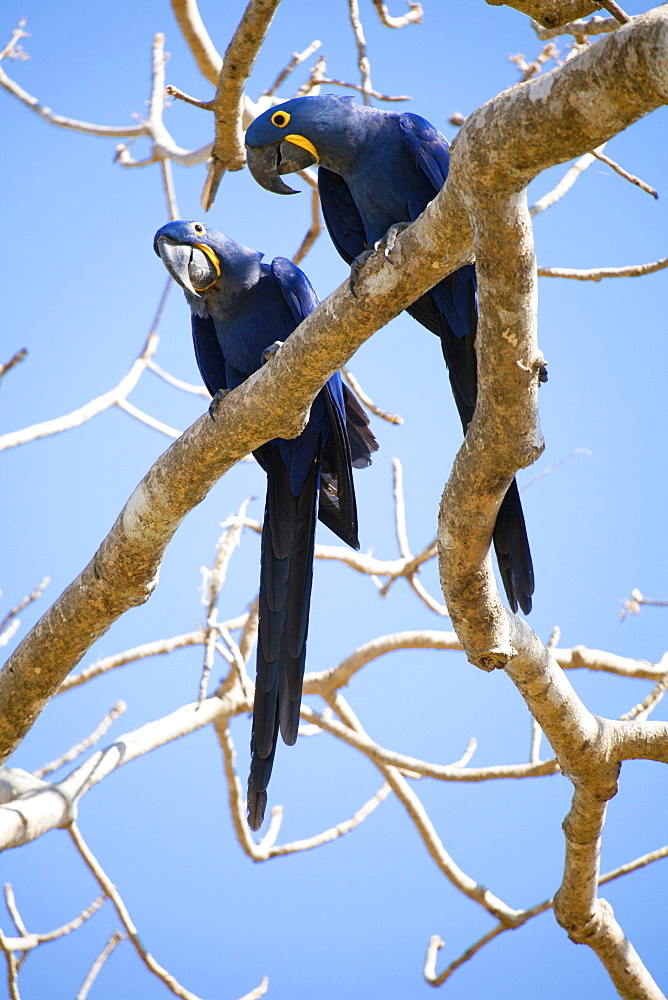 Hyacinth macaws (Anodorhynchus hyacinthinus), Mato Grosso do Sul, Brazil, South America