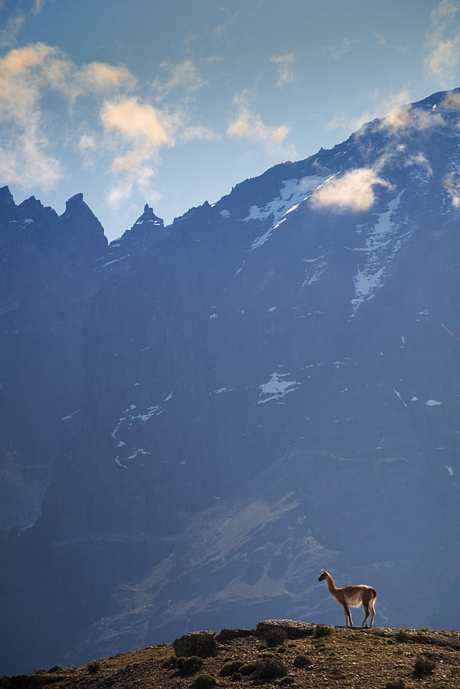 A guanaco (Lama guanaco) in front of the mountains of the Torres del Paine range, Patagonia, Chile, South America