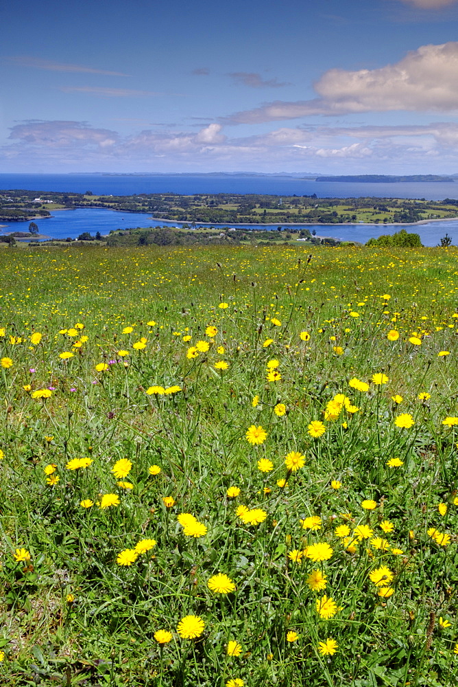 Wild meadowlands on Chiloe Island, Patagonia, Chile, South America