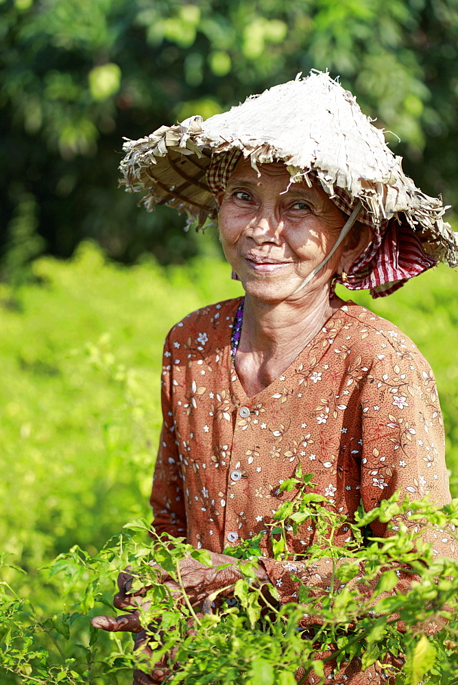 Woman in a conical hat harvesting chilli peppers in a field in rural Kampot, Cambodia, Indochina, Southeast Asia, Asia