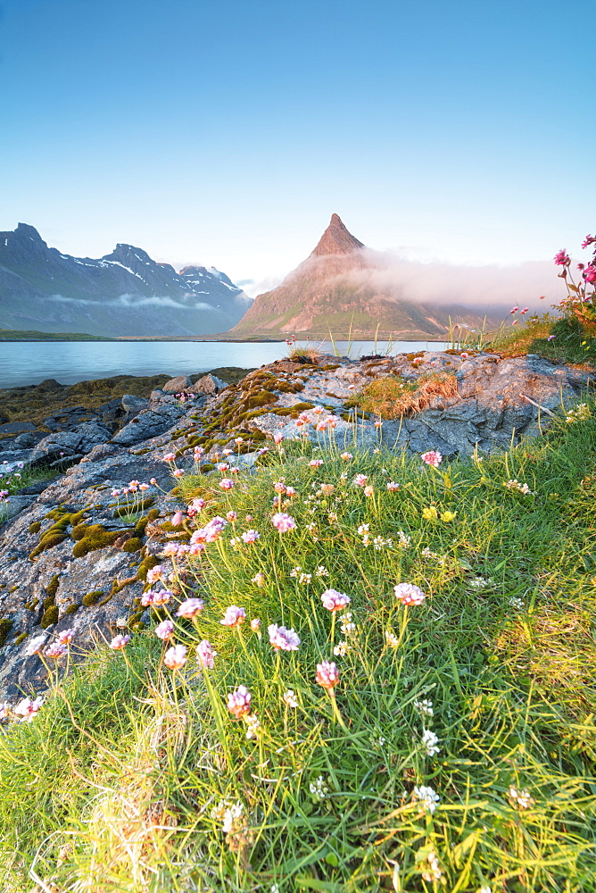 The midnight sun lights up flowers and the rocky peak of Volanstinden surrounded by sea, Fredvang, Moskenesoya, Lofoten Islands, Norway, Scandinavia, Europe