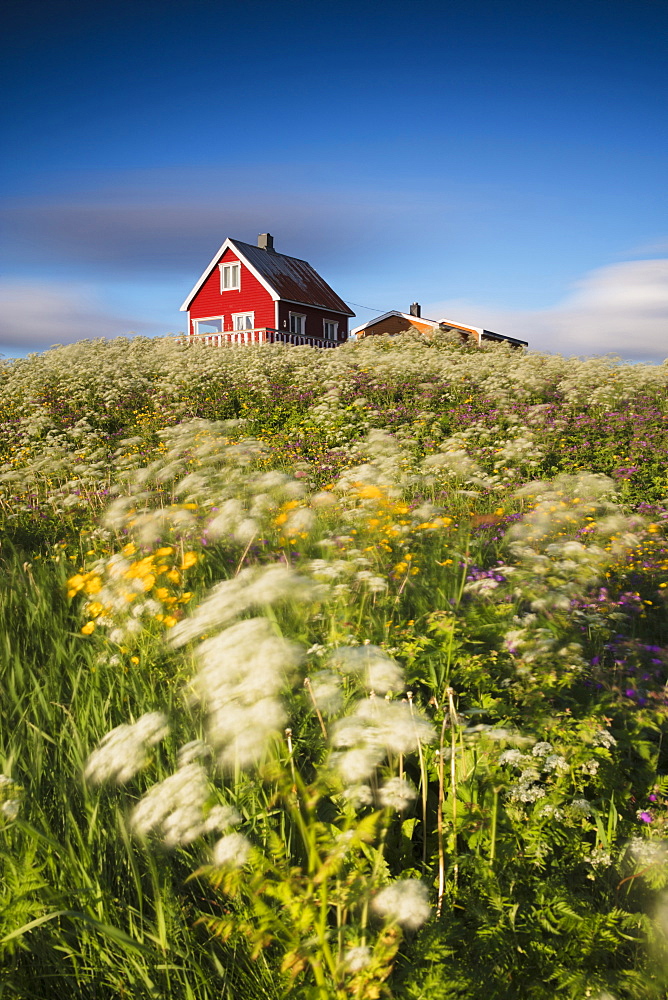 Fields of blooming flowers frame a typical wooden house of fishermen, Eggum, Unstad, Vestvagoy, Lofoten Islands, Norway, Scandinavia, Europe