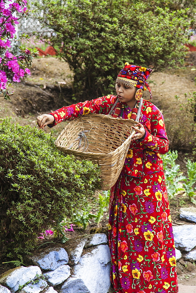 Inhabitant of Darjeeling dressed in typical clothes collects tea leaves from her land to make infusions, Darjeeling, India, Asia