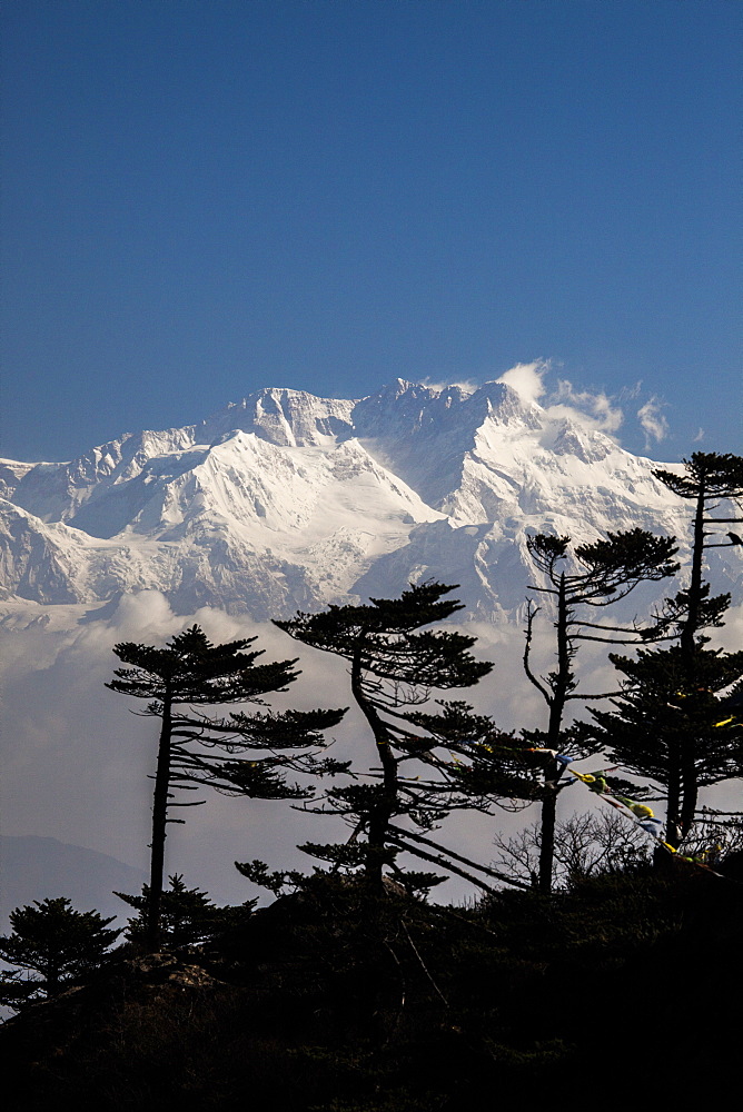 View of the icy summit of Kanchenjunga, partially hidden by pines adapted to the altitude near Sandakphu in West Bengal, India, Asia