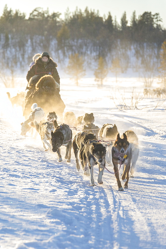 Dog sledding in the snowy landscape of Kiruna, Norrbotten County, Lapland, Sweden, Scandinavia, Europe