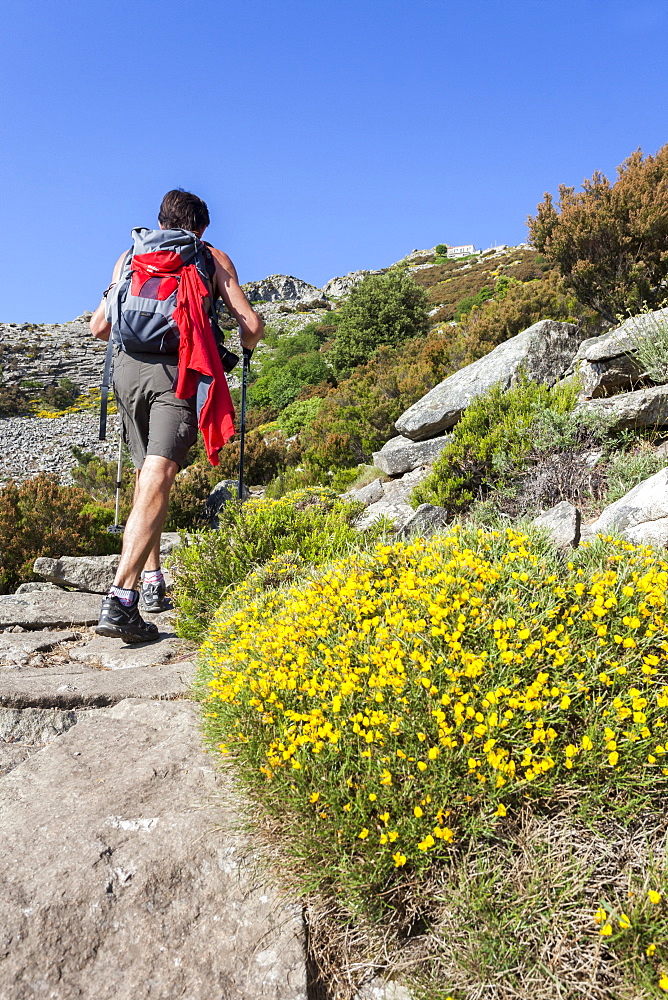 Hiker on path towards Monte Capanne, Elba Island, Livorno Province, Tuscany, Italy, Europe