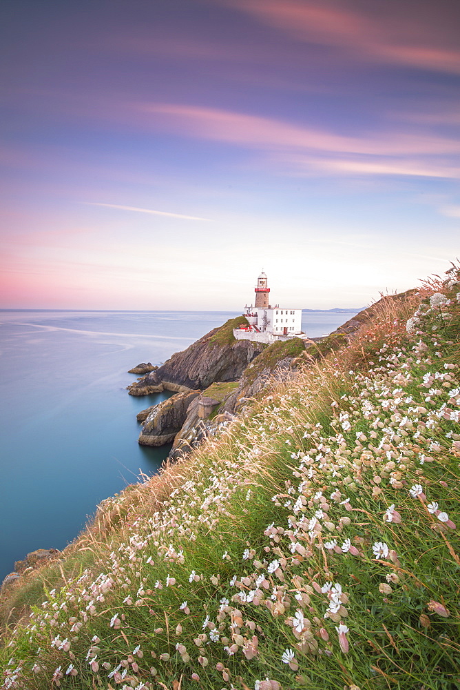 Wild flowers with Baily Lighthouse in the background, Howth, County Dublin, Republic of Ireland, Europe