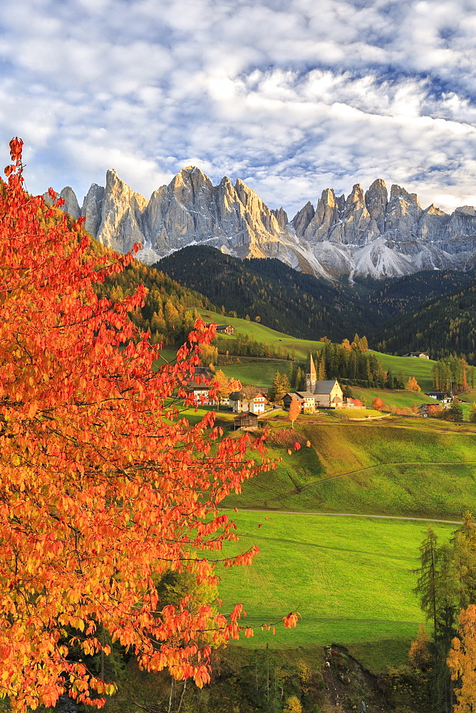 Red cherry trees in autumn color the country road around St. Magdalena village, in the background the Odle Mountains, Val di Funes, South Tyrol, Italy, Europe