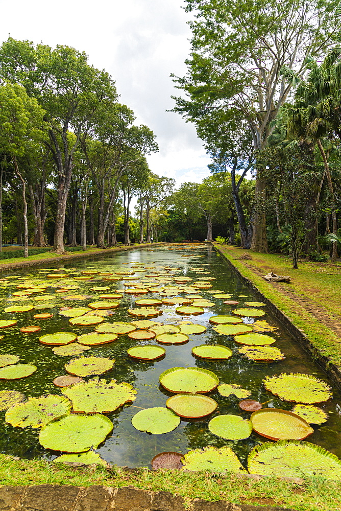 Giant Victoria Water Lily floating on water at Pamplemousses Botanical Garden, Mauritius, Africa