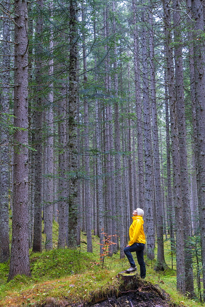 Woman standing in the forest looking up at tall trees, Somadida Nature Reserve, Dolomites, Auronzo di Cadore, Veneto, Italy, Europe