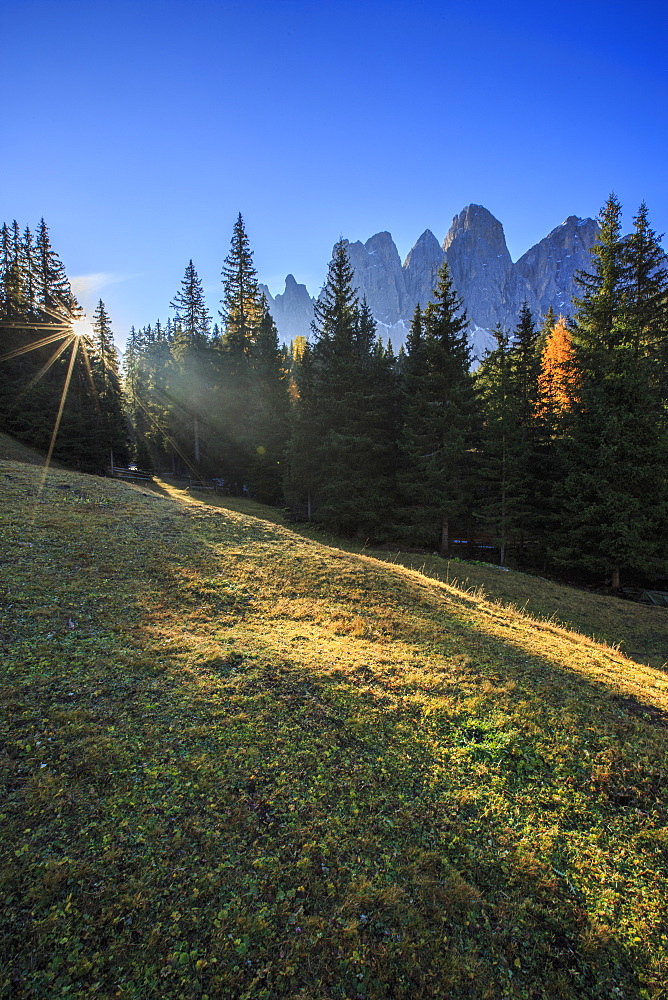 Green meadows and colorful woods in autumn frame the Odle, Malga Zannes, Funes Valley, South Tyrol, Dolomites, Italy, Europe