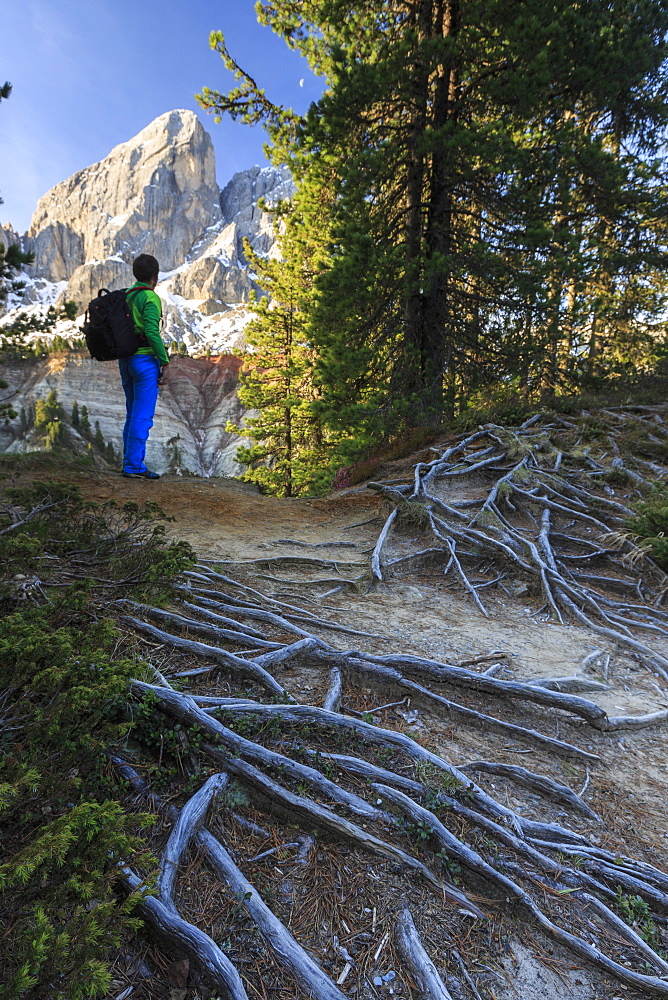 Hiker in the woods admires Sass De Putia, Passo delle Erbe, Puez Odle, South Tyrol, Dolomites, Italy, Europe