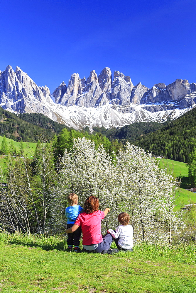 Family on green meadow admires the flowering trees at the foot of Odle, Funes Valley, South Tyrol, Dolomites, Italy, Europe