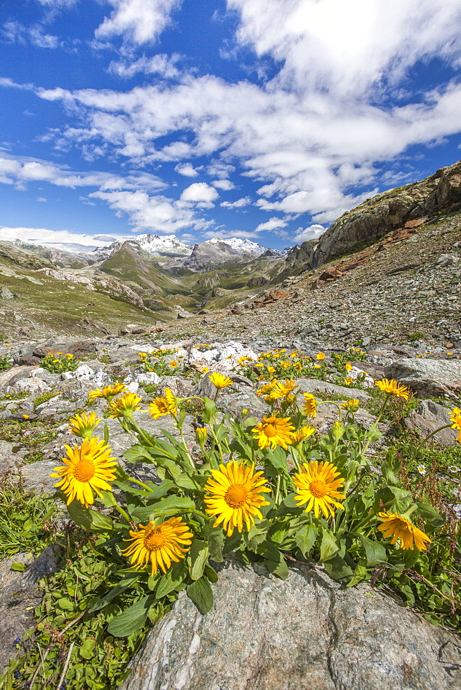 Yellow flowers frame the landscape around Lake Grevasalvas, Engadine, Canton of Grisons (Graubunden), Switzerland, Europe