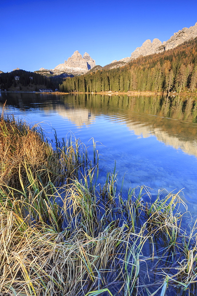 The Three Peaks of Lavaredo and woods reflected in Lake Misurina, Auronzo of Cadore, Dolomites, Veneto, Italy, Europe