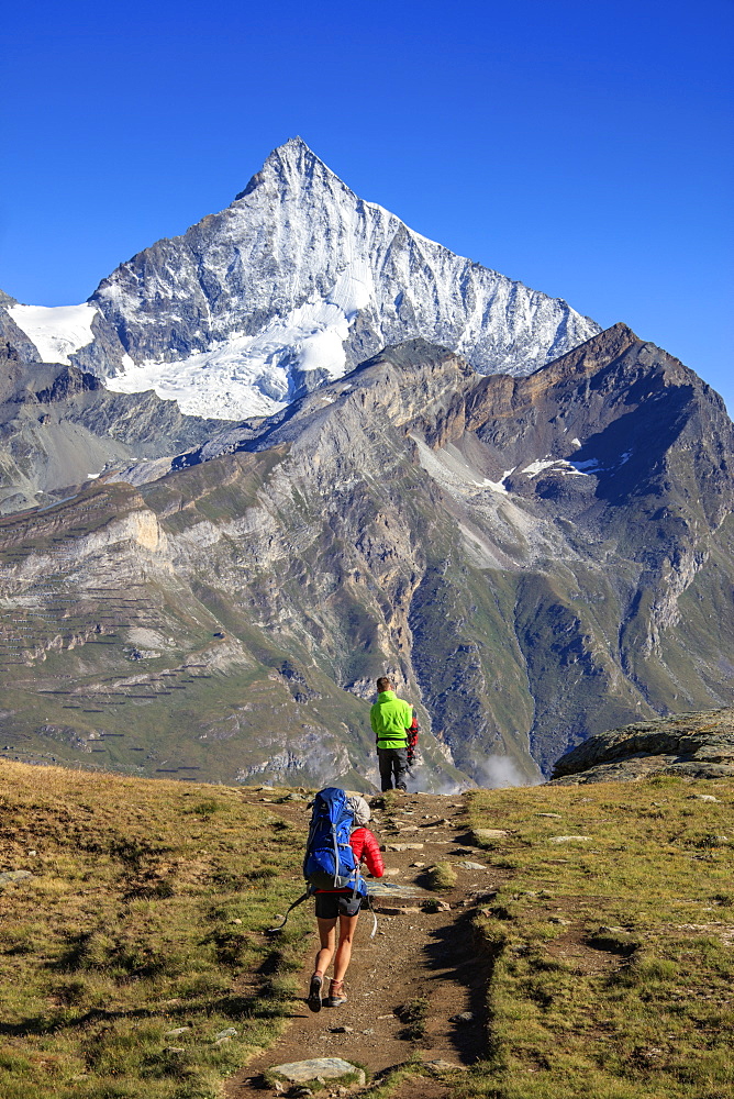 Hikers proceed towards the high peak of Dent Herens in a clear summer day, Gornergrat, Canton of Valais, Swiss Alps, Switzerland, Europe