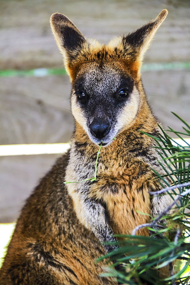 Kangaroo eating and looking at the camera, Queensland, Australia Pacific