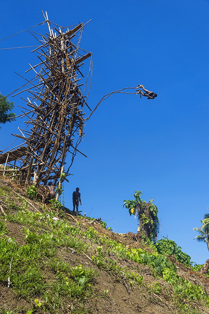 Man jumping from a bamboo tower, Pentecost land diving, Pentecost, Vanuatu, Pacific