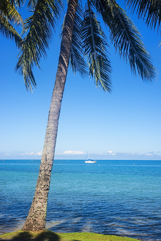 Palm trees, Anse Vata beach, Noumea, New Caledonia, Pacific