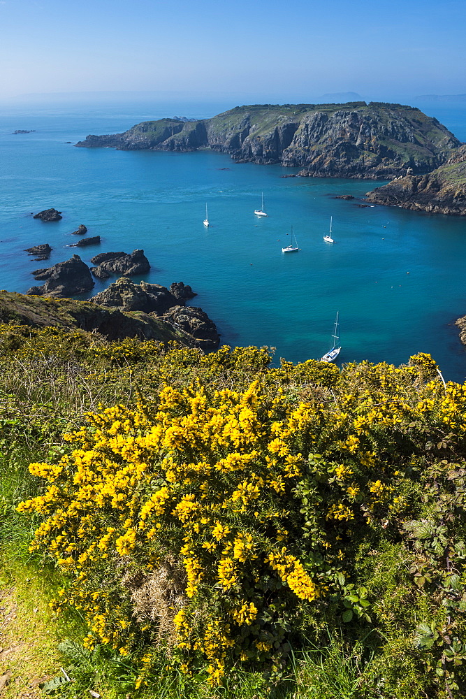 Gorse blooming on the west of coast of Sark with a view of the island of Brecqhou, Channel Islands, United Kingdom, Europe